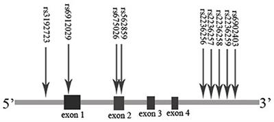 Methadone Dosage and Plasma Levels, SNPs of OPRM1 Gene and Age of First Drug Use Were Associated With Outcomes of Methadone Maintenance Treatment